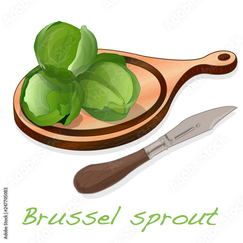 A pile of Brussels sprouts on the dish vector illustration. White background.