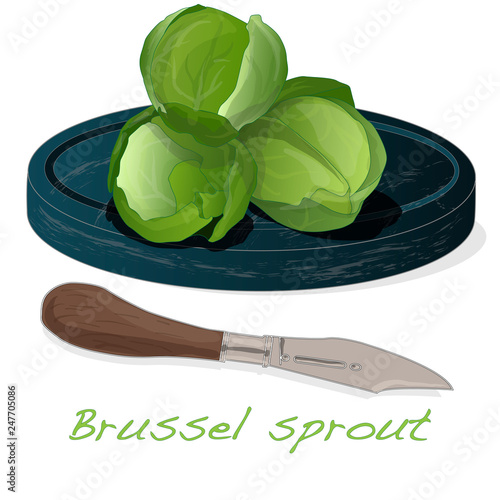 A pile of Brussels sprouts on the dish vector illustration. White background.