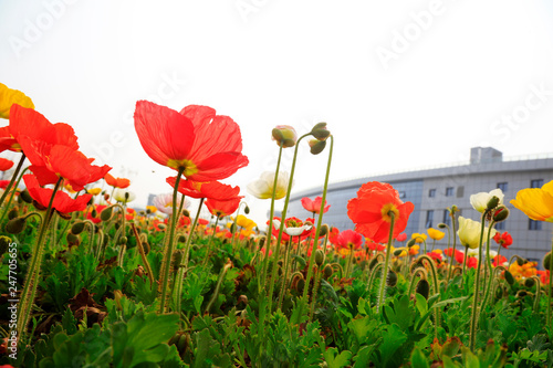 corn poppy flowers and buildings