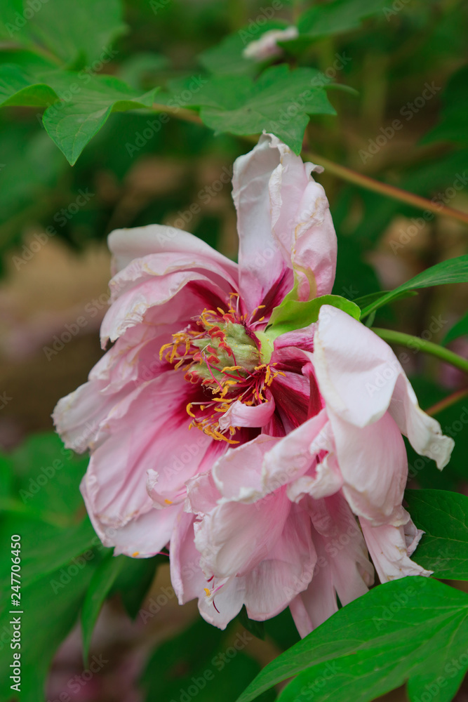 Obraz premium peony flowers