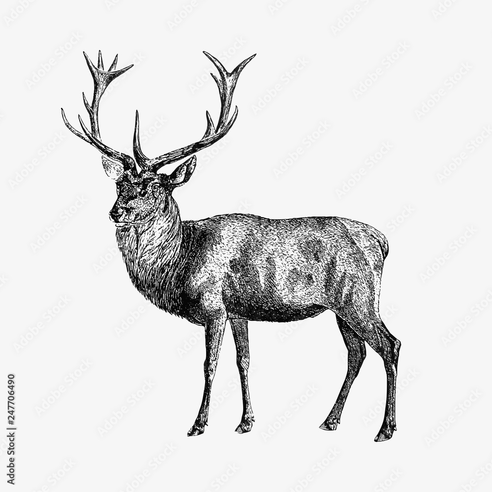 Red deer shade drawing Stock Vector | Adobe Stock