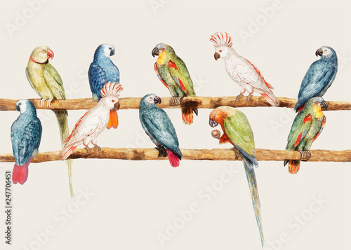 Parrot variety in vintage style