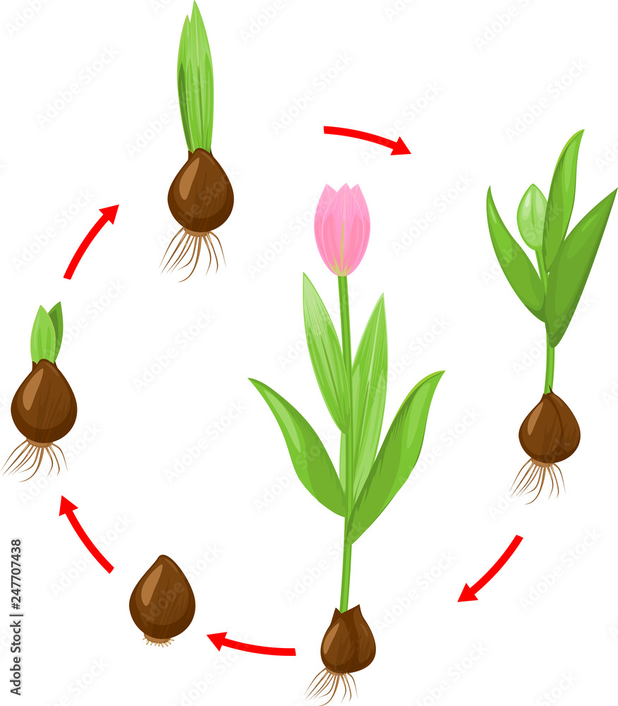 Life cycle of tulip plant. Stages of growth from bulb to adult