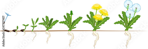 Life cycle of dandelion plant or taraxacum officinale. Stages of growth from seed to adult plant