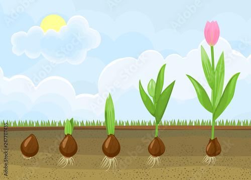 Life cycle of tulip plant. Stages of growth from bulb to adult flowering plant