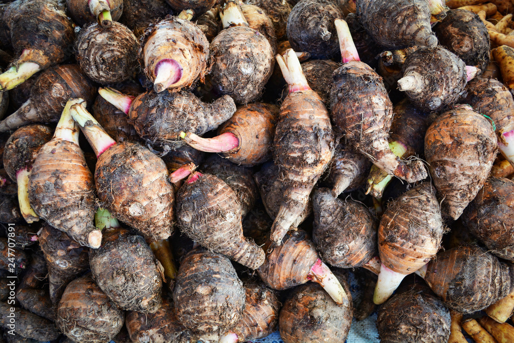 Pile of fresh taro roots background - Yautia Lila , Satoimo potatoes Pile of fresh taro roots background - Yautia Lila , Satoimo potatoes