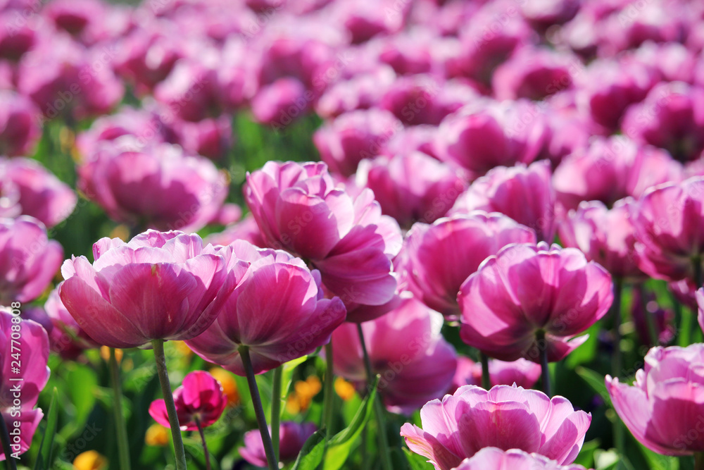 Obraz premium Pink tulip field