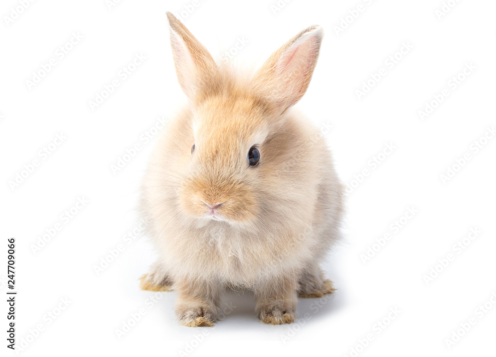 Brown adorable baby rabbit on white background.