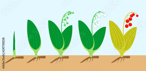 Life cycle of Lily of the valley or Convallaria majalis. Stages of growth from green sprout to adult plant with flowers, red berries and root system