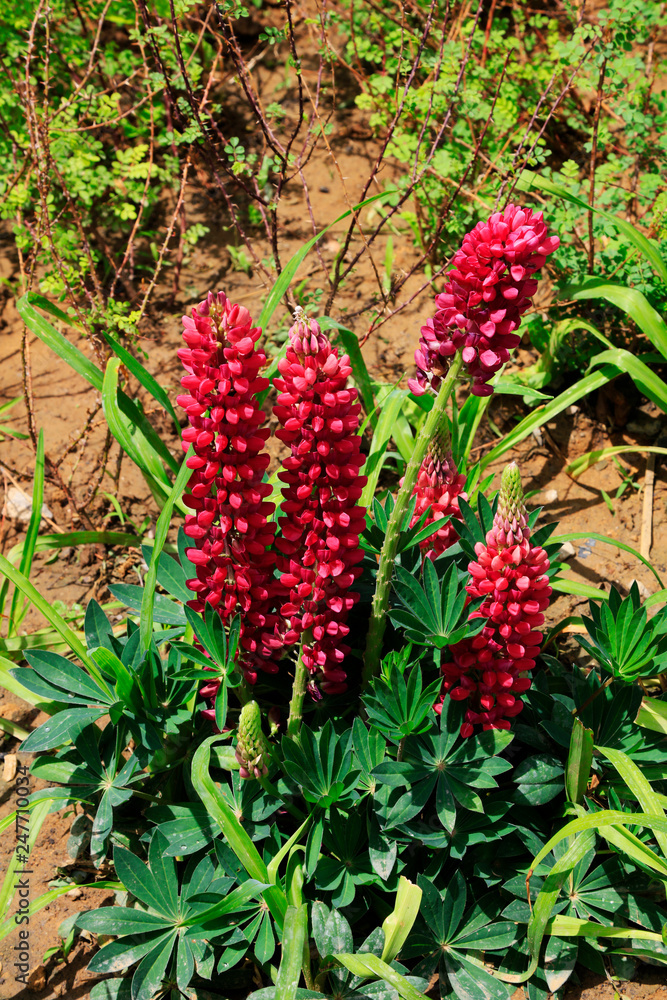 Lupine flowers in the botanical garden Lupine flowers in the botanical garden