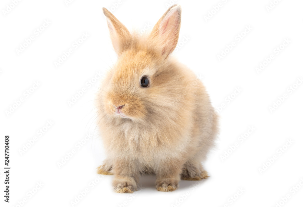 Brown adorable baby rabbit on white background. Brown adorable baby rabbit on white background.