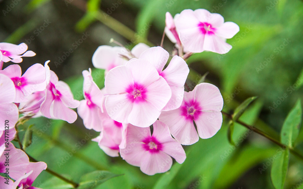 Fototapeta premium close-up pink flower phlox on a bokeh background