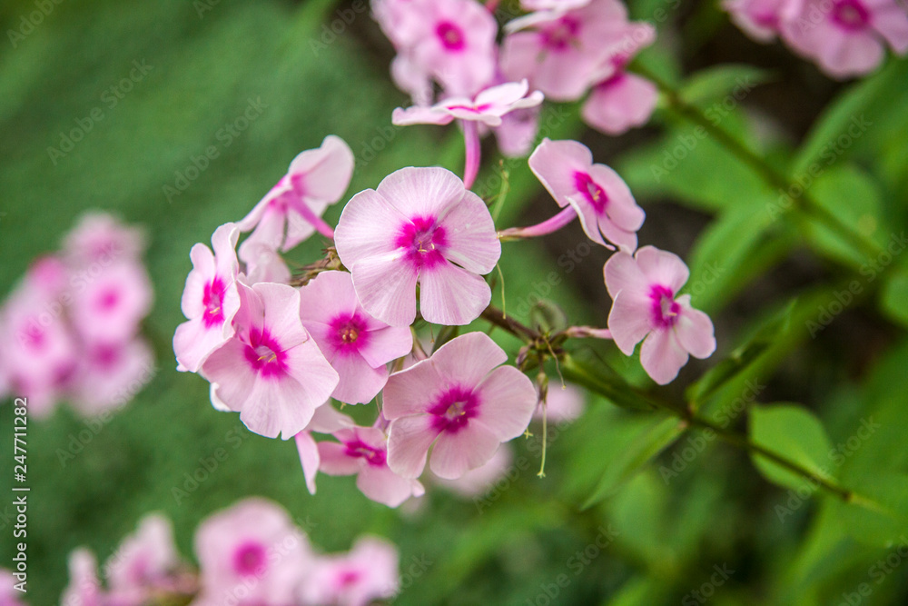 close-up pink  flower phlox on a  bokeh background