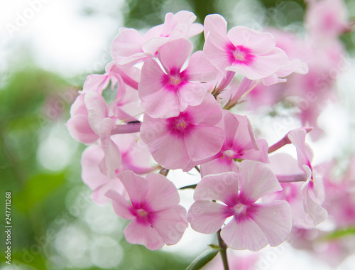 close-up pink  flower phlox on a  bokeh background