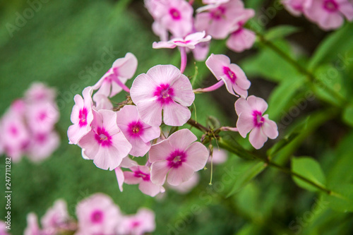 close-up pink flower phlox on a bokeh background