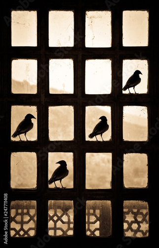 Silhouette of four birds making a tick sign sitting on a patternlike window in India photo