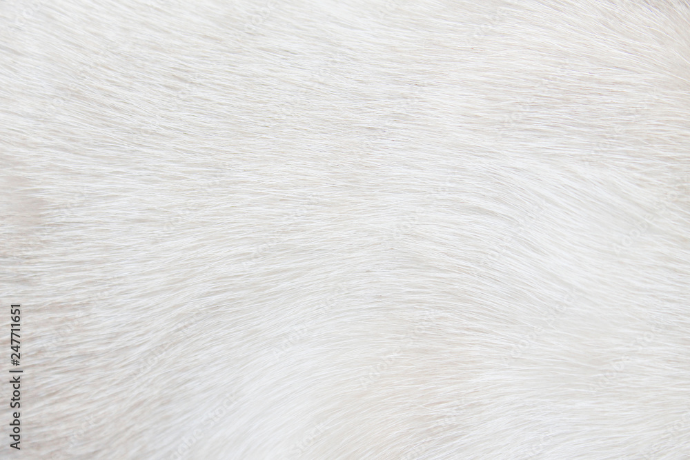 Fur cat light gray or white texture abstract for background , Natural animal short smooth patterns skin Fur cat light gray or white texture abstract for background , Natural animal short smooth patterns skin