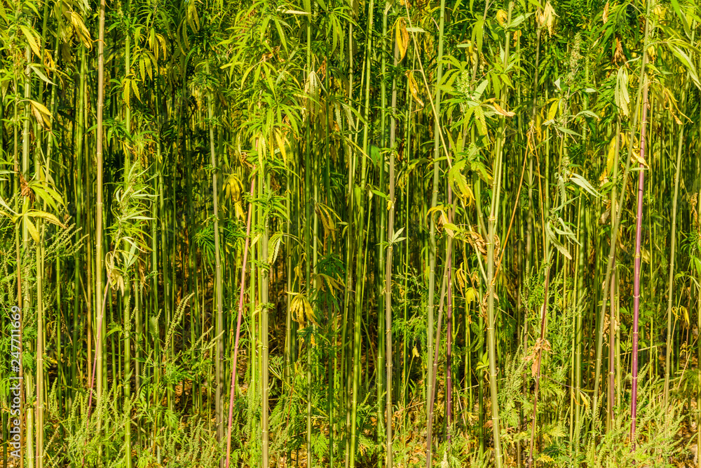 Field of the medical cannabis plant on summer Field of the medical cannabis plant on summer