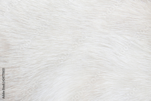 Fur cat light gray or white  texture abstract for background , Natural animal short smooth patterns skin photo