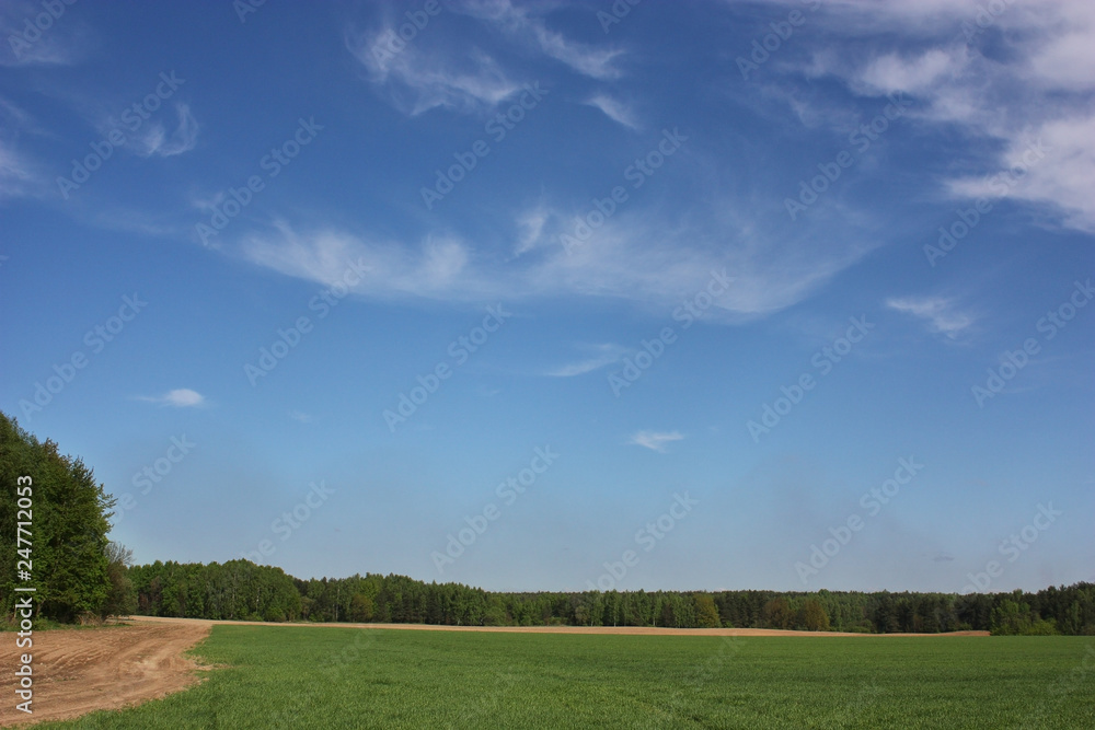 Fototapeta premium Spring field with green shoots, road, forest and bright blue sky with white clouds.