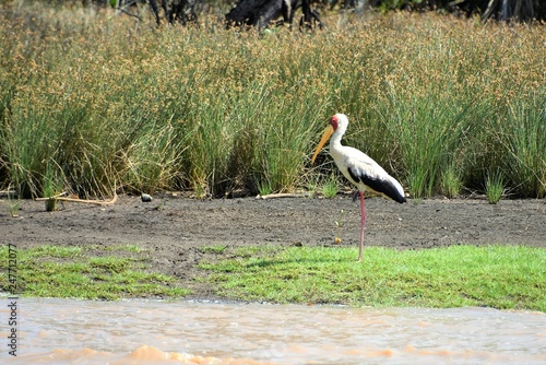 Cigüeña de pico amarillo con sus plumas negras y blanca a orillas del río Wami en el Parque Nacional de Saadani en Tanzania, Africa del Este