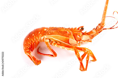 cooked lobster on white background photo