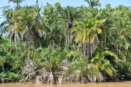 Grupo de palmeras con sus hojas verdes  a orillas del río Wami en el Parque Nacional de Saadani en Tanzania, Africa del Este.