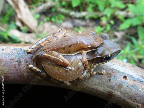 The frog sits on the back of his mother frog - The Mexican burrowing tree frog (Smilisca, also known as the cross-banded tree frog) photo