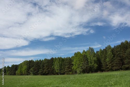 Spring field with green shoots, forest and bright blue sky with white clouds.