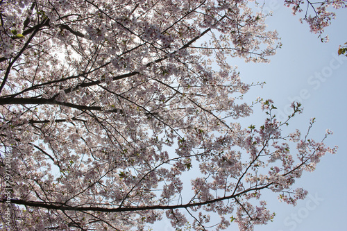 桜と青空