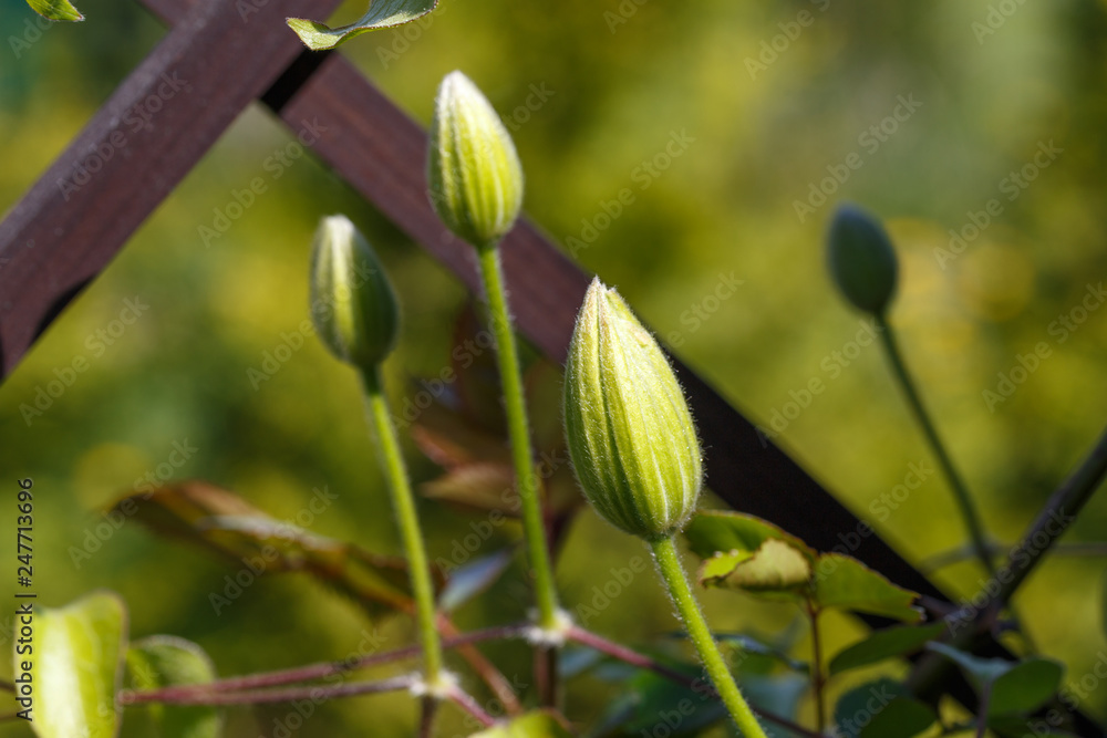 Flower buds of white clematis in the spring garden. Bush of white clematis. Flower buds of white clematis in the spring garden. Bush of white clematis.