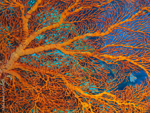 The amazing and mysterious underwater world of Indonesia, North Sulawesi, Bunaken Island, gorgonian coral