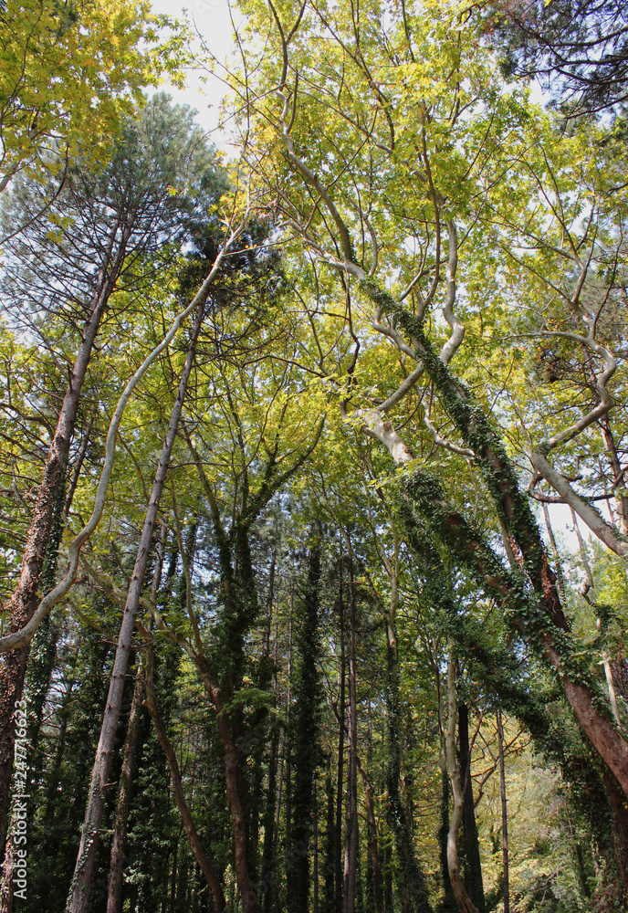 Fototapeta premium Dense Forest next to the Pozar Thermal Baths Aridaia Greece