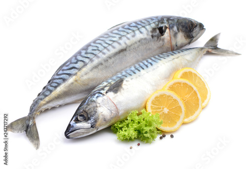 Mackerel fish on white background