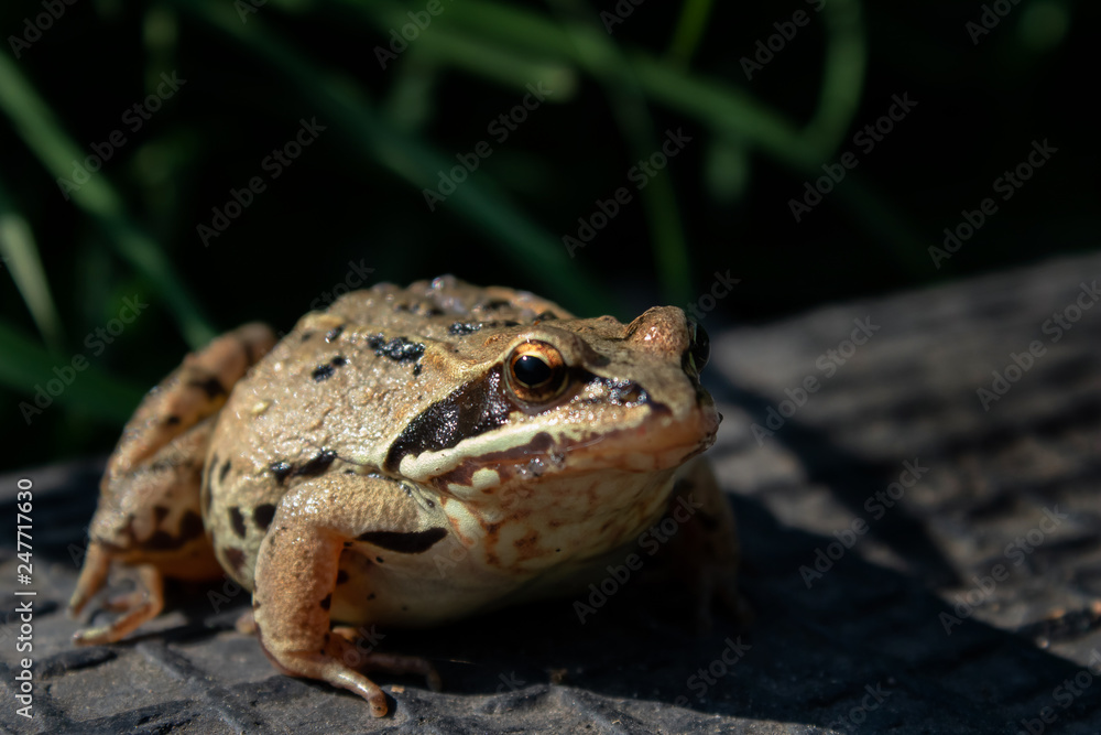Obraz premium Frog on dark background with green grass