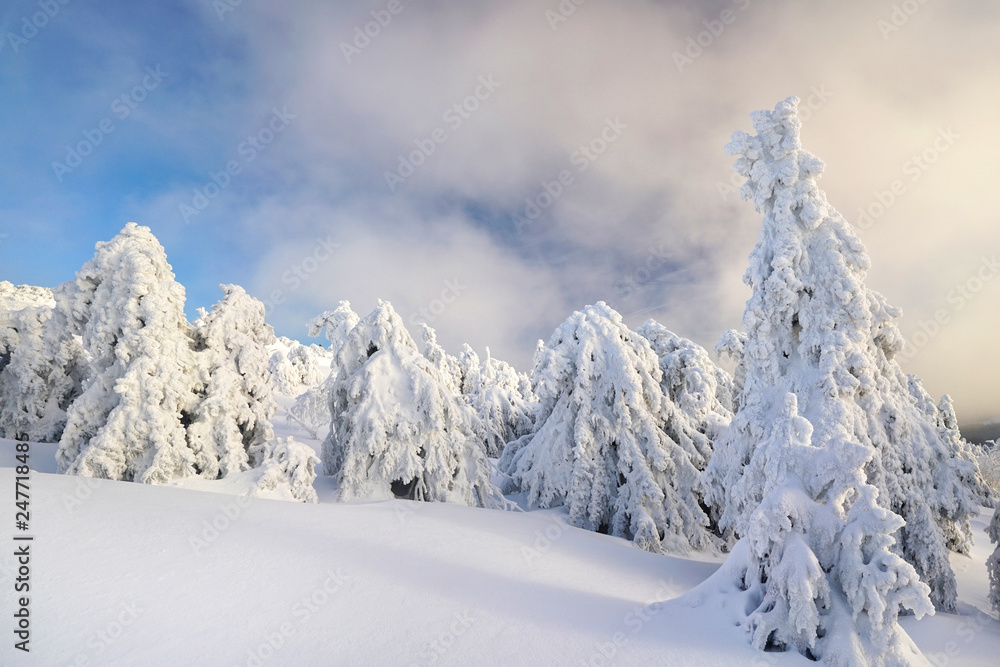 Winterwald mit Sonnenschein Winterwald mit Sonnenschein