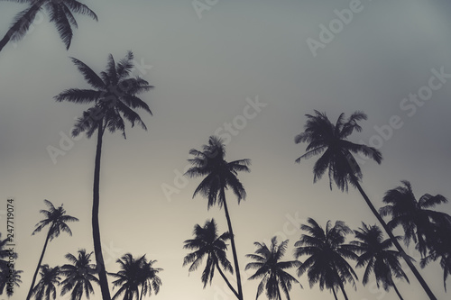 Tropical palm coconut trees on sunset sky nature background.