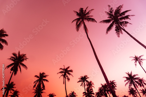 Fototapeta Naklejka Na Ścianę i Meble -  Tropical palm coconut trees on sunset sky nature background.