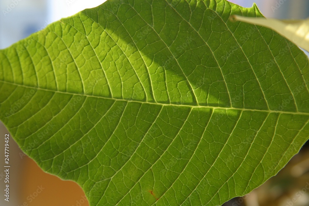 Leaf Leaf