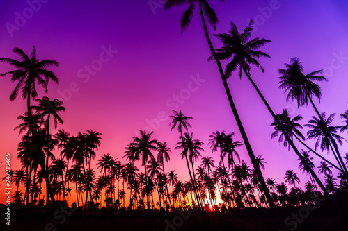 Tropical palm coconut trees on sunset sky nature background. © ant