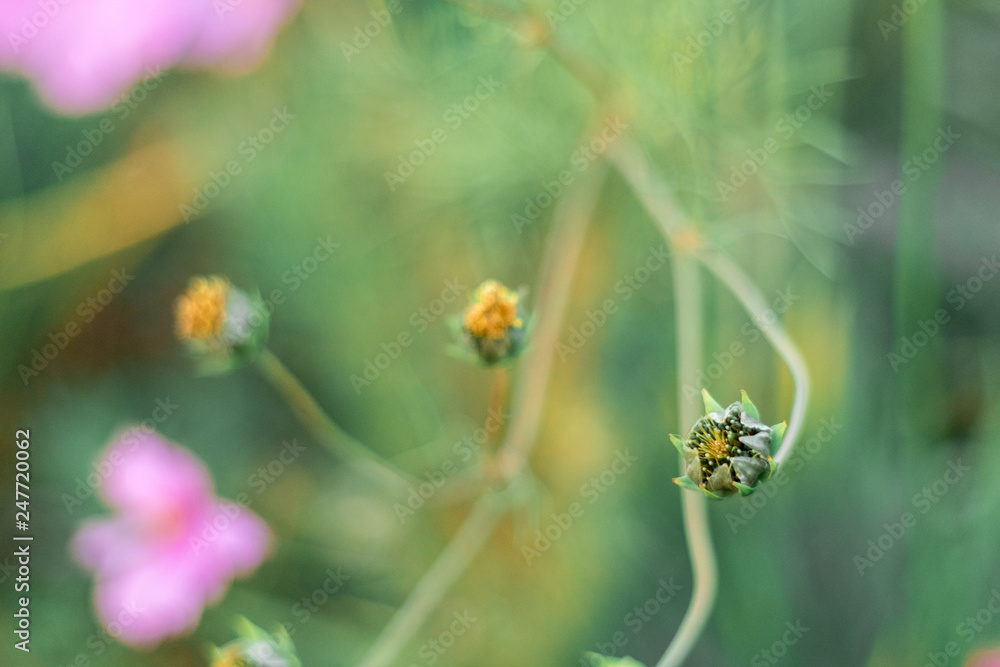 bee on flower bee on flower