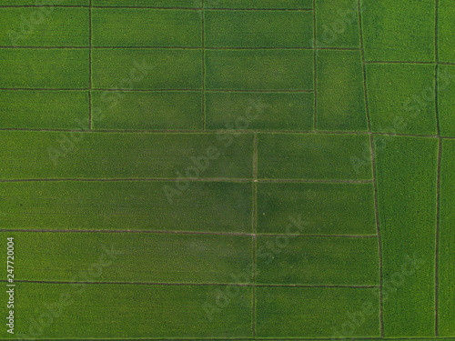aerial view high angle view of Field in Thailand
