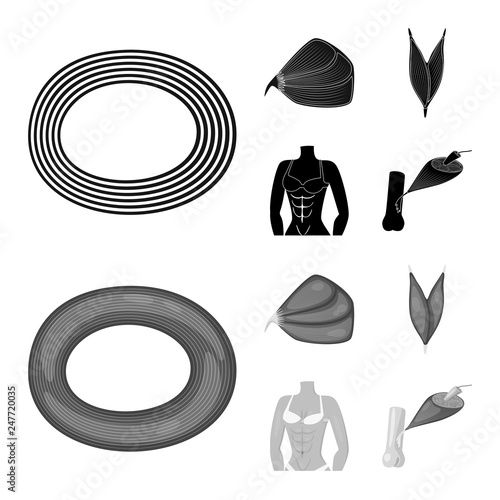 Vector design of fiber and muscular sign. Collection of fiber and body  stock symbol for web.