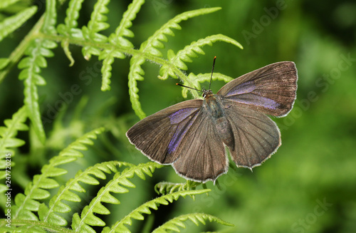 A beautiful Purple Hairstreak Butterfly (Favonius quercus) perched on a bracken leaf.	 photo