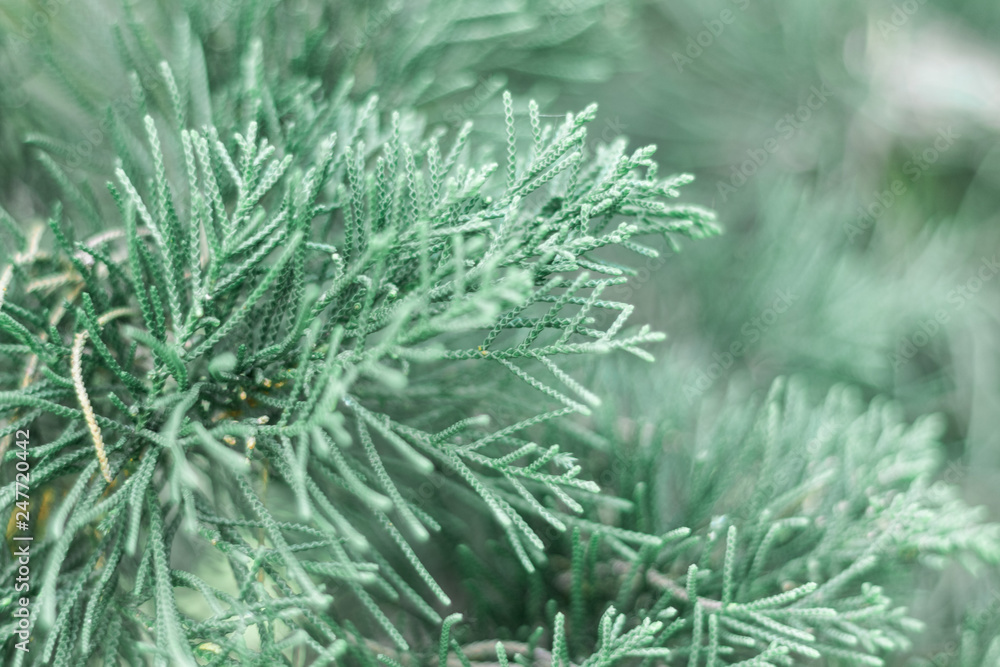 pine on green background pine on green background