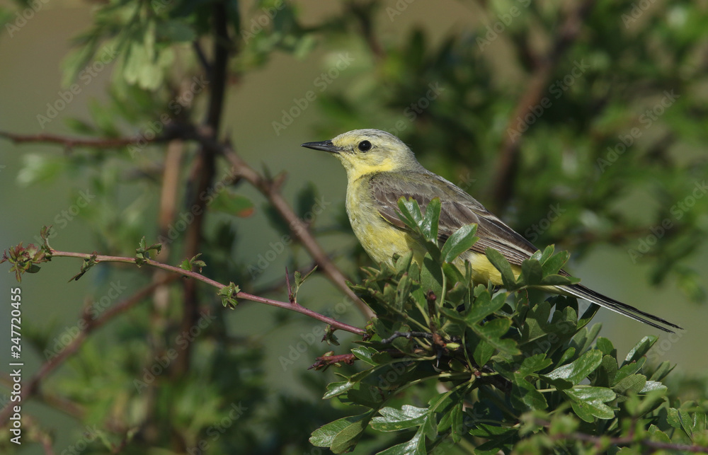 Obraz premium A pretty Yellow Wagtail (Motacilla flava) perched in a hawthorn tree.