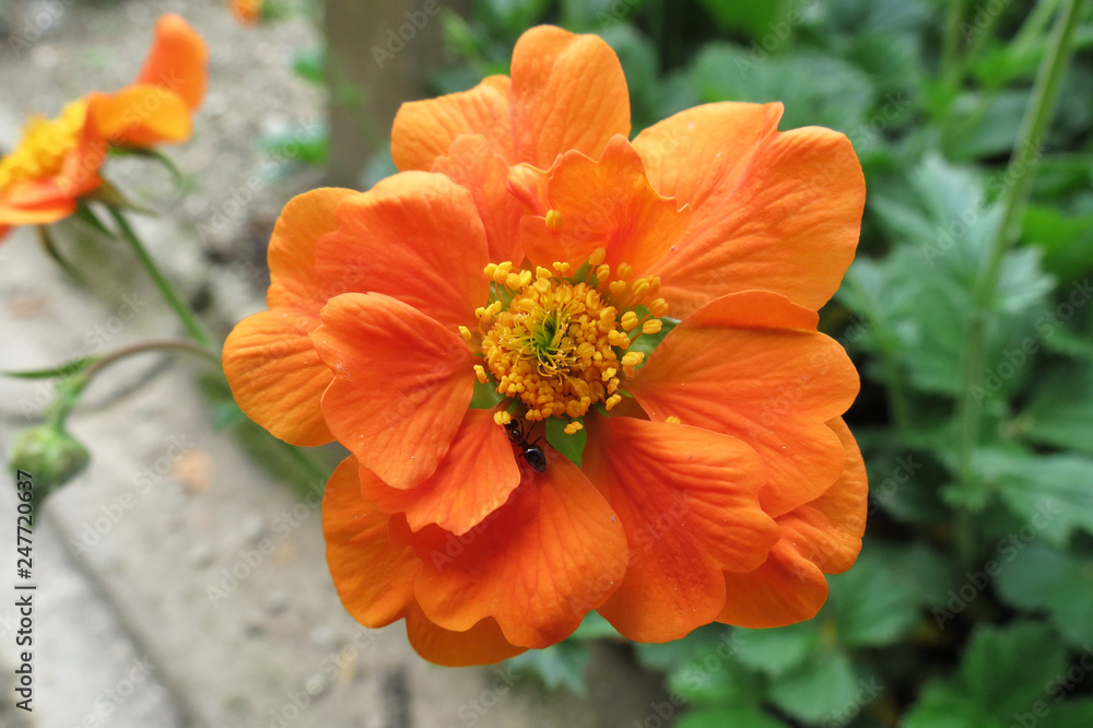 Flowers Flowers
