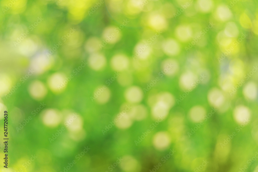 Green nature blurred background Green nature blurred background