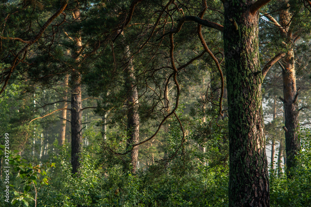 Obraz premium foggy forest in the early summer morning