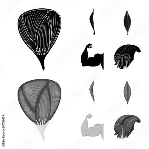 Vector design of fiber and muscular icon. Set of fiber and body  stock symbol for web.